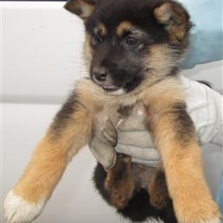【緊急】愛護センターに収容中 mix子犬♀