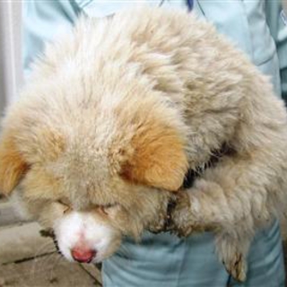 【緊急】愛護センターに収容中 mix子犬♂