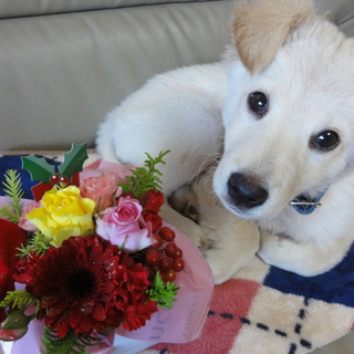 フワフワMix子犬♀ノエル（ゴールデンMix？）