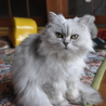 猫７歳　チンチラシルバー　避妊手術済　里親様募集 サムネイル3