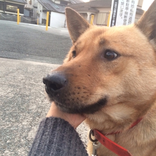 保健所より保護 ミックス3才