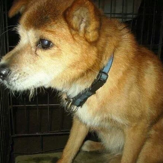 大至急！里親、一時預かりにご協力下さい！