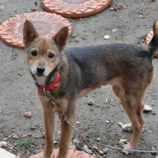仔犬５か月MIX犬募集中