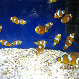 カクレクマノミ、繁殖稚魚、里親募集中です。