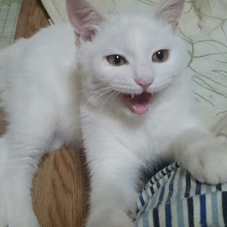 甘えん坊の白猫シンバ