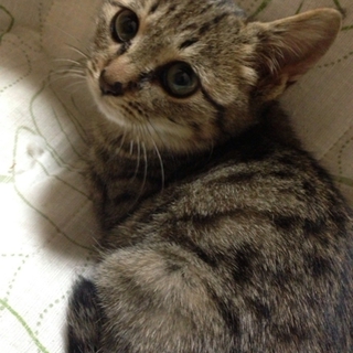 とっても可愛いキジトラいち胡くん」