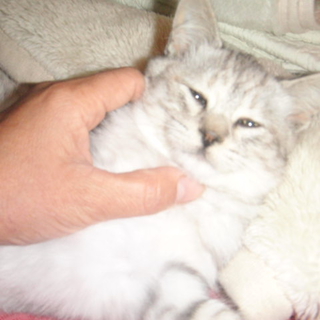 可愛いシルバーグレーの子猫です