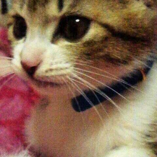 人懐っこい子猫、至急里親募集します。
