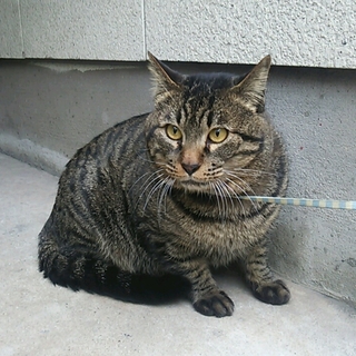 団地解体猫　だいちゃんの里親さま募集　名古屋
