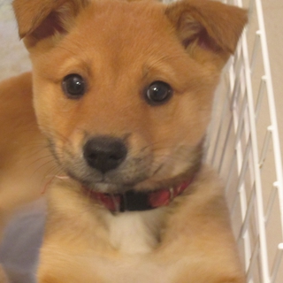 人懐こい元気いっぱいな子犬