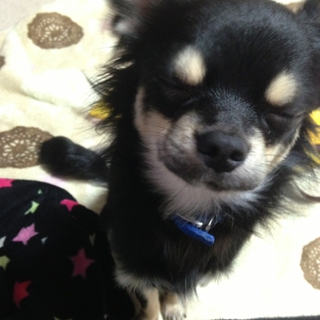 黒いチワワ君