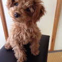 かわいいトイプードルです