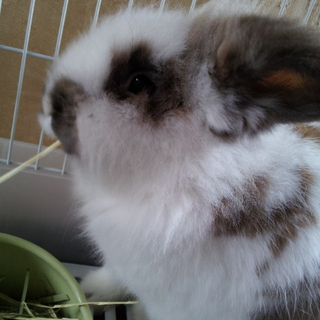 無事、里親様が決まりました(*´ω｀*)