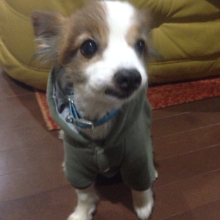 シニアの相棒犬パピヨンMIX