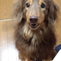 里親さん決まりました！ありがとうございました！