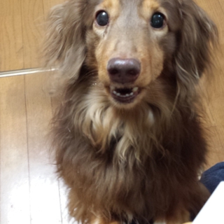 里親さん決まりました！ありがとうございました！
