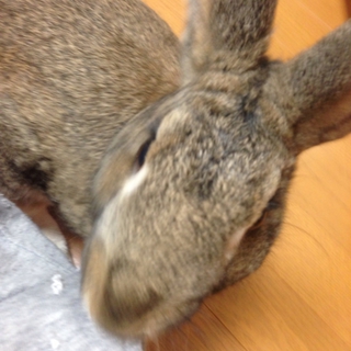 ミニウサギ♂2歳です。