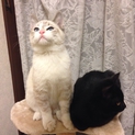 子猫の里親募集です。