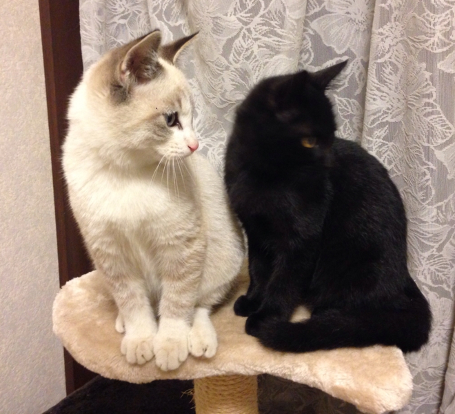 子猫の里親募集です。 サムネイル1