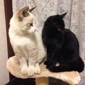子猫の里親募集です。