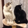 子猫の里親募集です。 サムネイル1