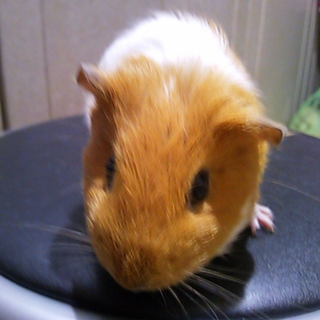可愛いモルモットです