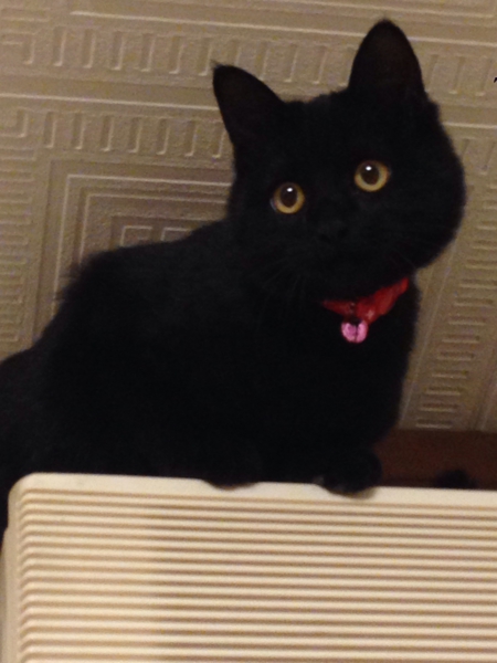 子猫の里親募集です。 サムネイル2