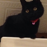 子猫の里親募集です。 サムネイル2