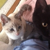 子猫の里親募集です。 サムネイル2