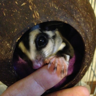 フクロモモンガ　オス　脱嚢約9ヶ月
