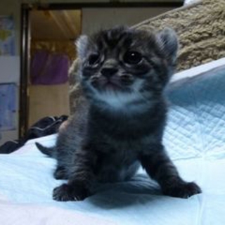 私耳がカールしてるんだー！