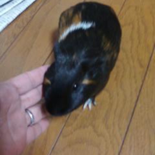 モルモット里親募集