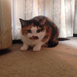 ザ・三毛猫　ふわふわ毛並みの小柄な女の子