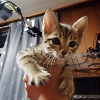 　2－4ヶ月のめちゃ人懐っこいメス猫２匹です。