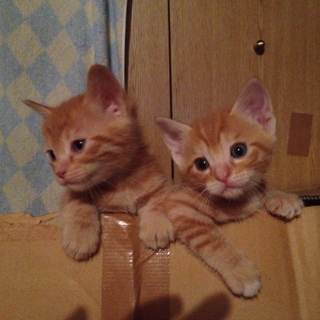 子猫里親募集致します(家族になって下さい)