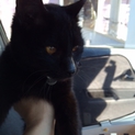 人が大好きな黒猫ちゃんです。