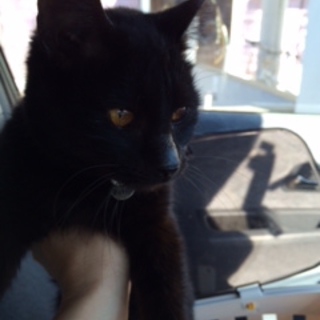 人が大好きな黒猫ちゃんです。