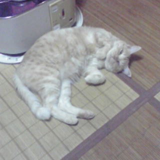 飼い主危篤の為緊急