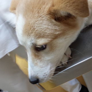 仔犬シェルティ系mix吠えなし留守番も猫も大丈夫