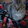 優しい性格の可愛い猫  ☆里親様決定しました☆ サムネイル2