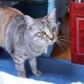 優しい性格の可愛い猫  ☆里親様決定しました☆