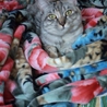 優しい性格の可愛い猫  ☆里親様決定しました☆ サムネイル6