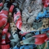 優しい性格の可愛い猫  ☆里親様決定しました☆ サムネイル5