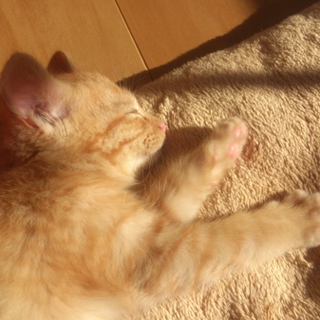 子猫、オス