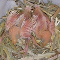 文鳥雛の里親様　決まりました