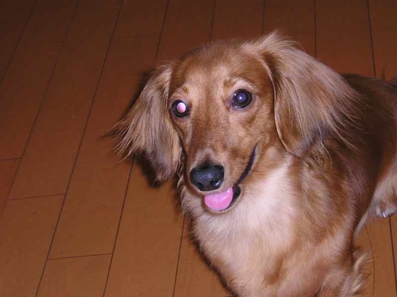 成犬 ミニチュアダックス 神奈川県 犬の里親募集 249 ペットのおうち 月間利用者150万人