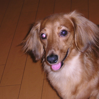成犬　ミニチュアダックス　メス8歳