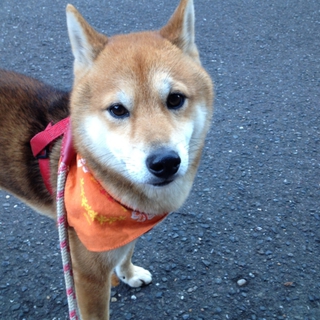 【急募】柴犬（2歳）里親さん探しています！