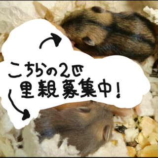 募集不可