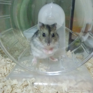 里親募集です！